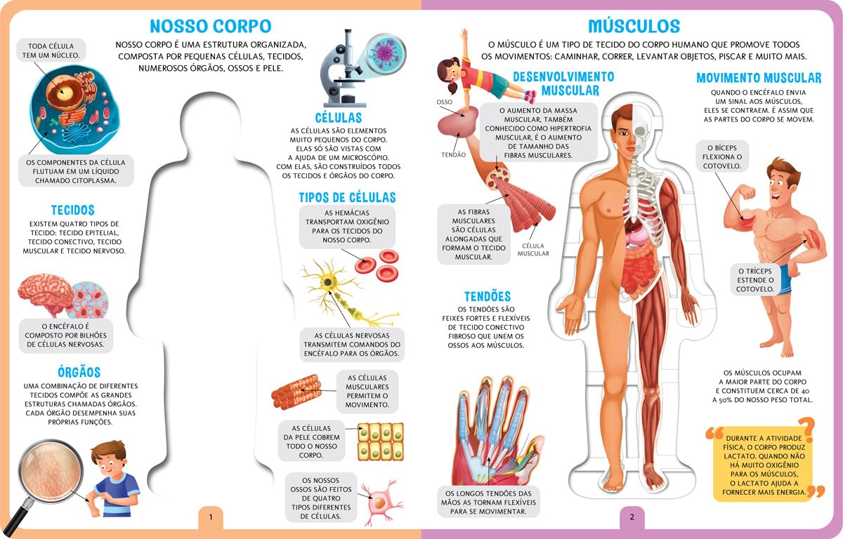 CIRANDA CULTURAL - COMO FUNCIONA MEU CORPO? - Imagem 3